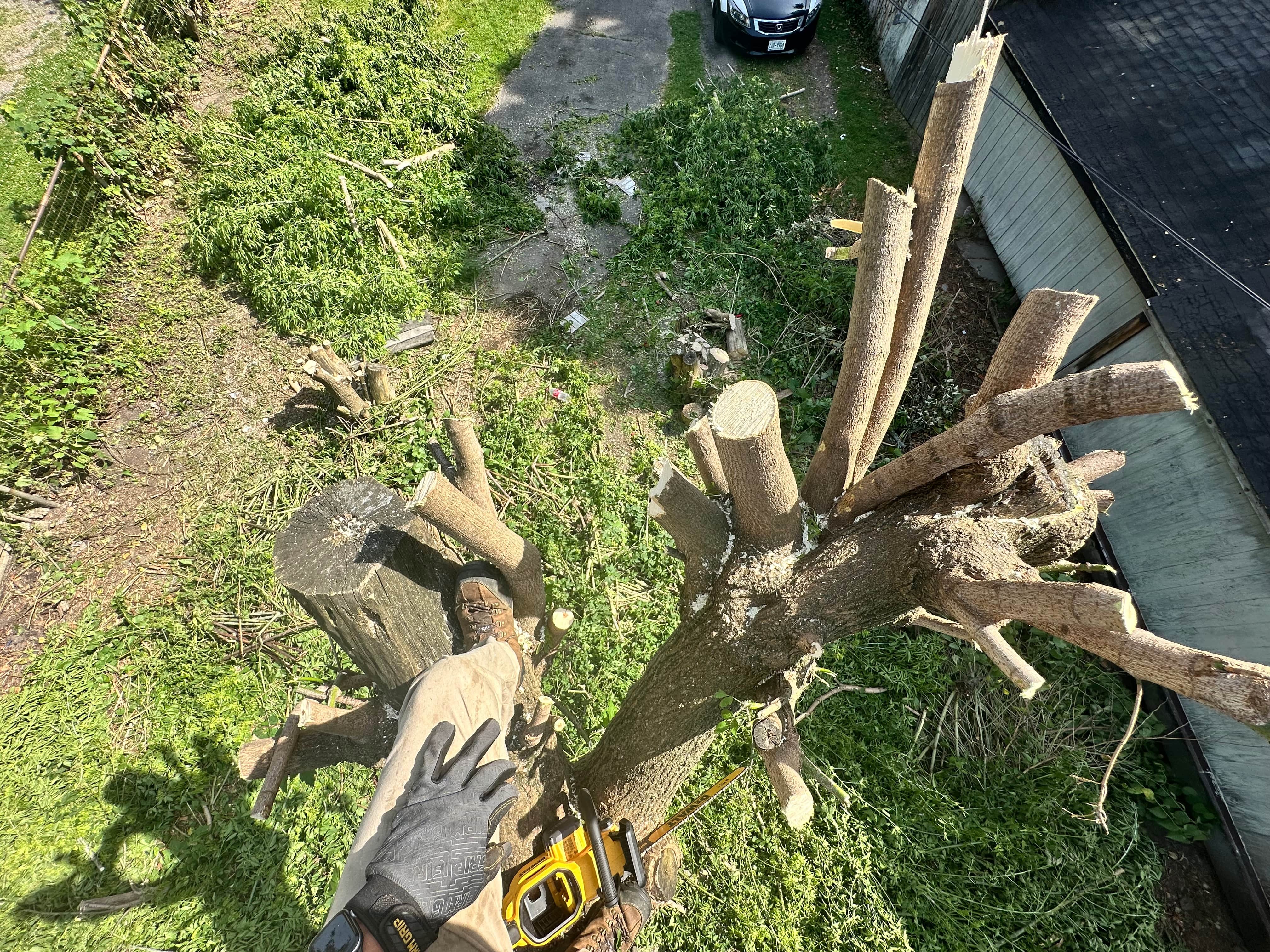 Treescape Project 2