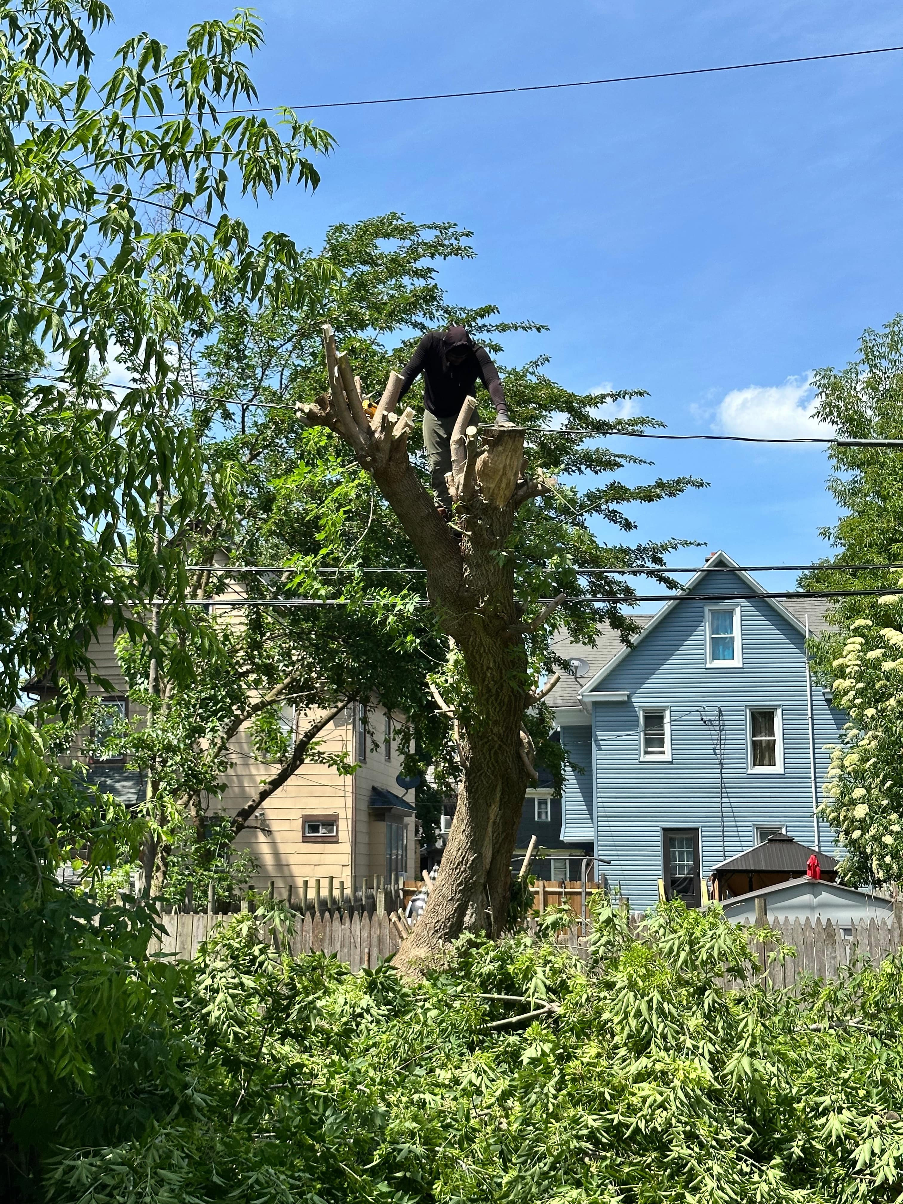 Treescape Project 3