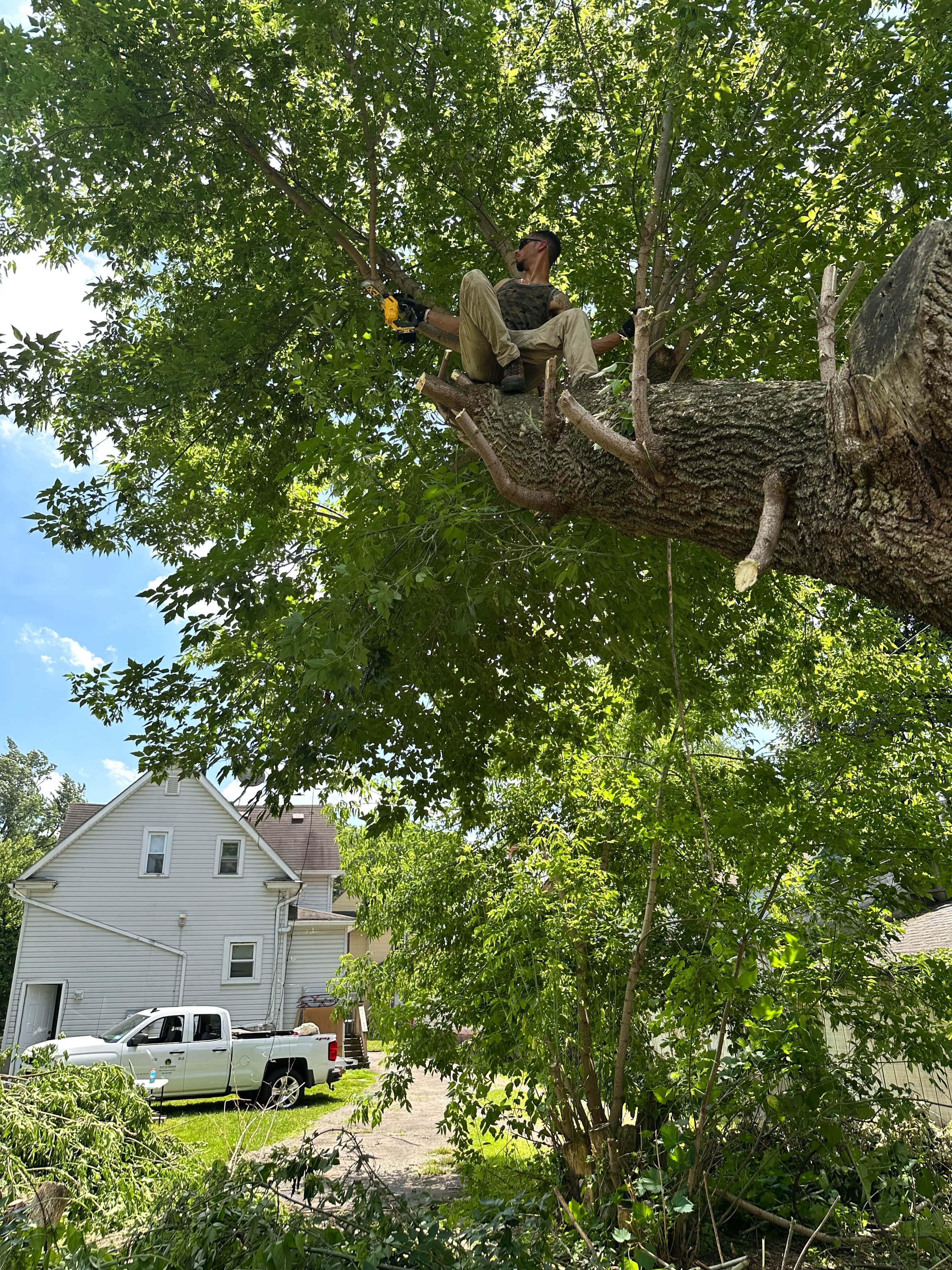 Treescape Project 4