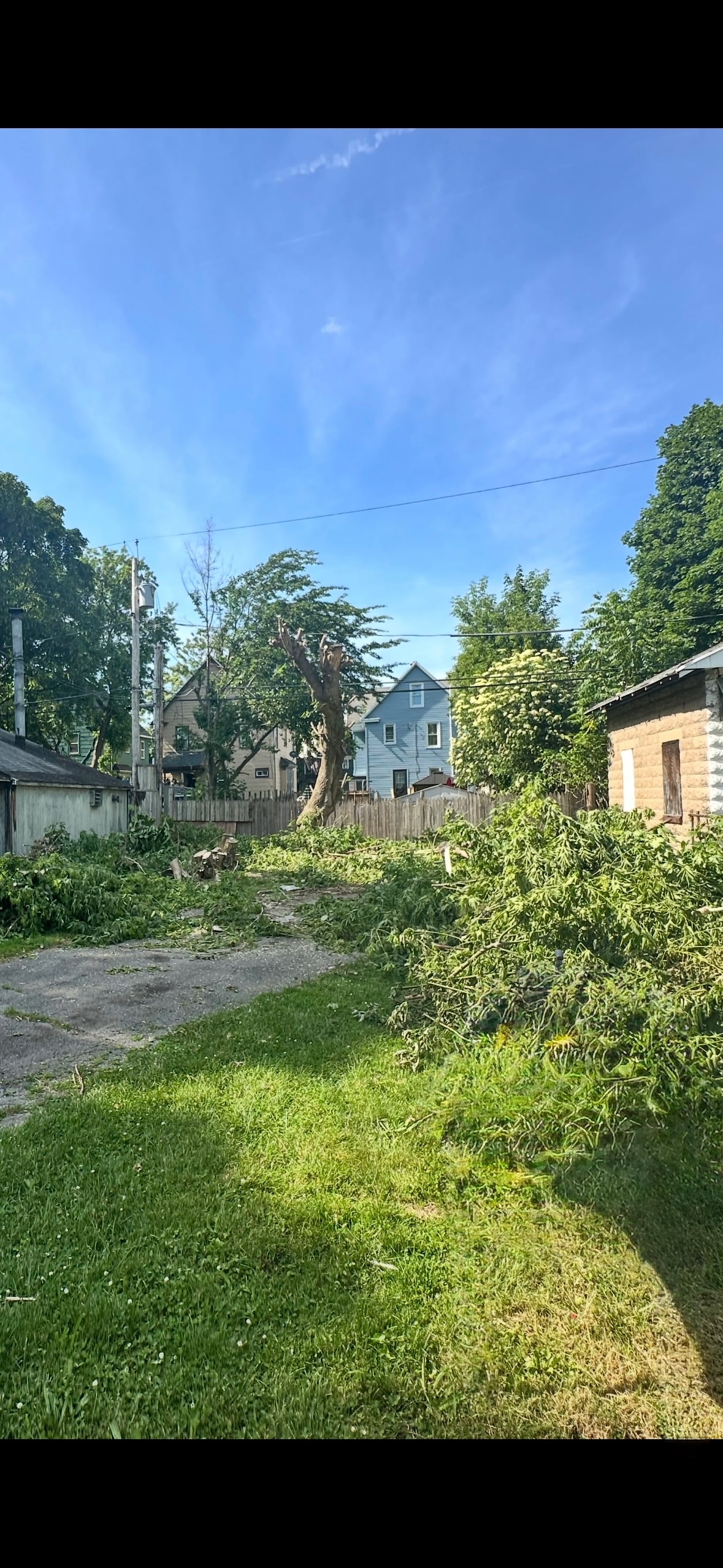 Treescape Project 5