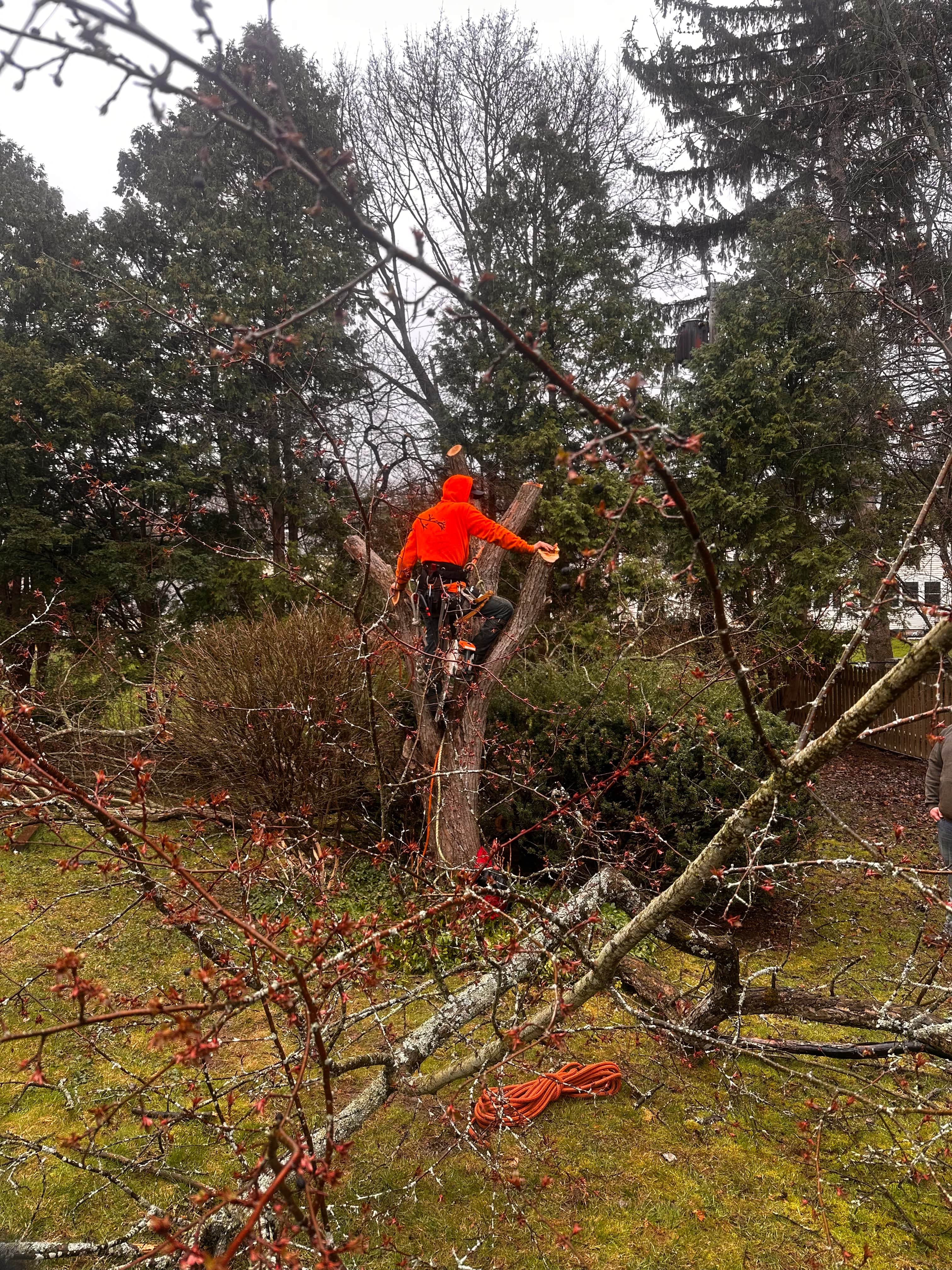 Treescape Project 7