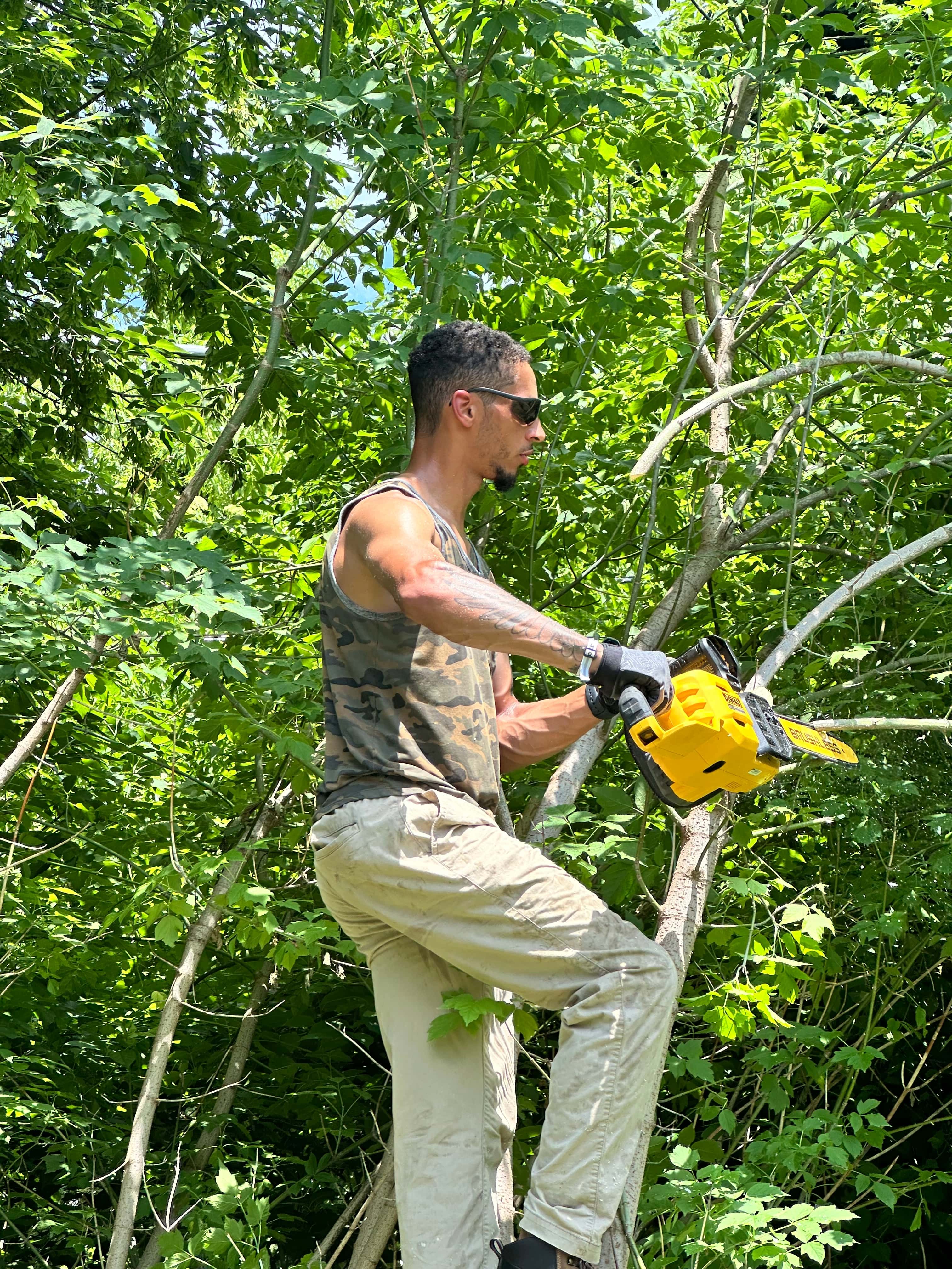Treescape Project 8